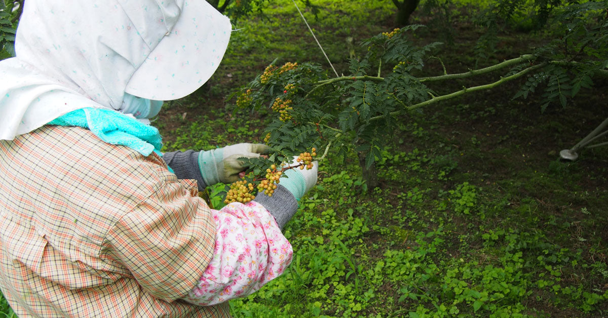 紀州ぶどう山椒専門店公式ストア/山本勝之助商店